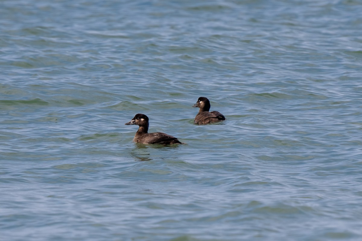 Surf Scoter - ML616072299