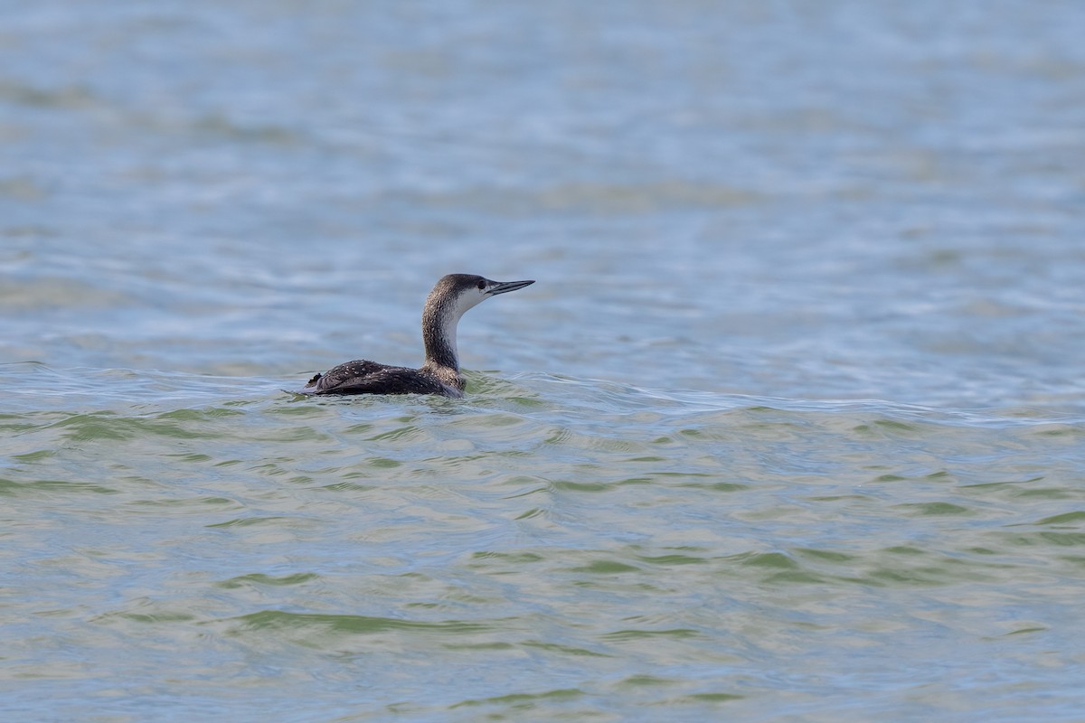 Red-throated Loon - ML616072306