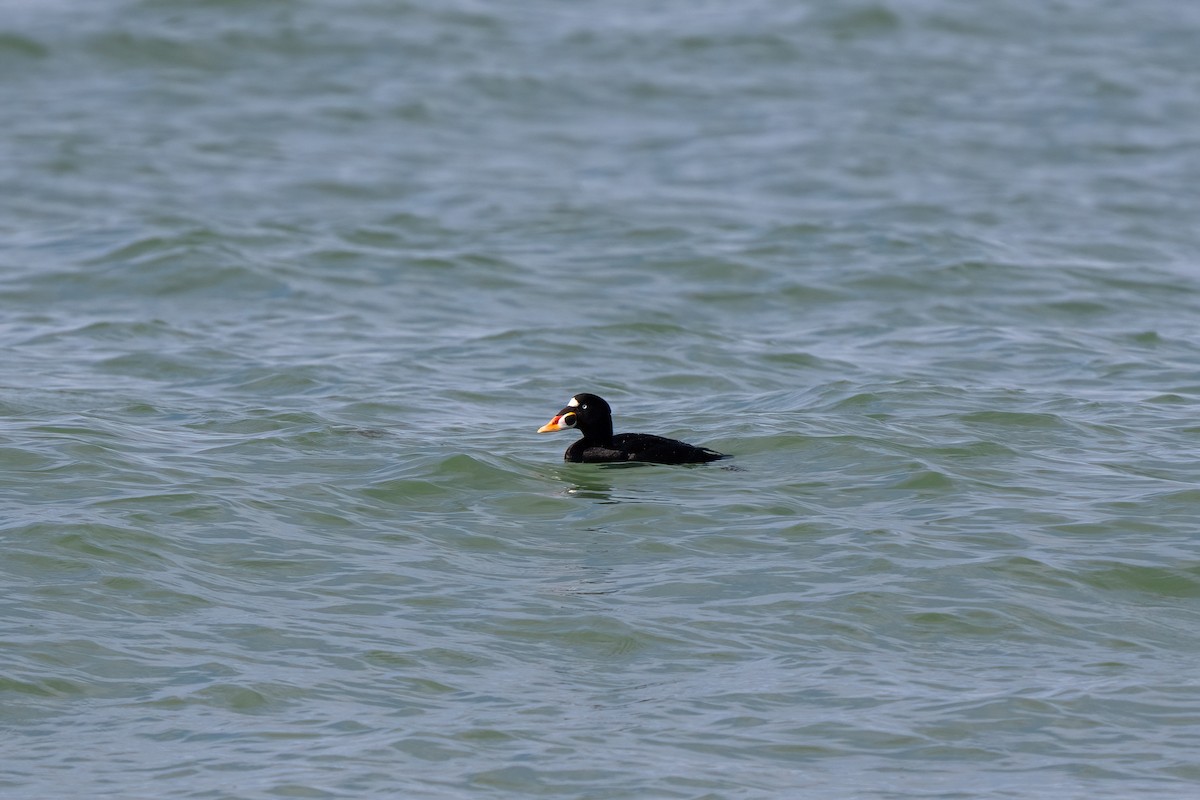 Surf Scoter - ML616072308