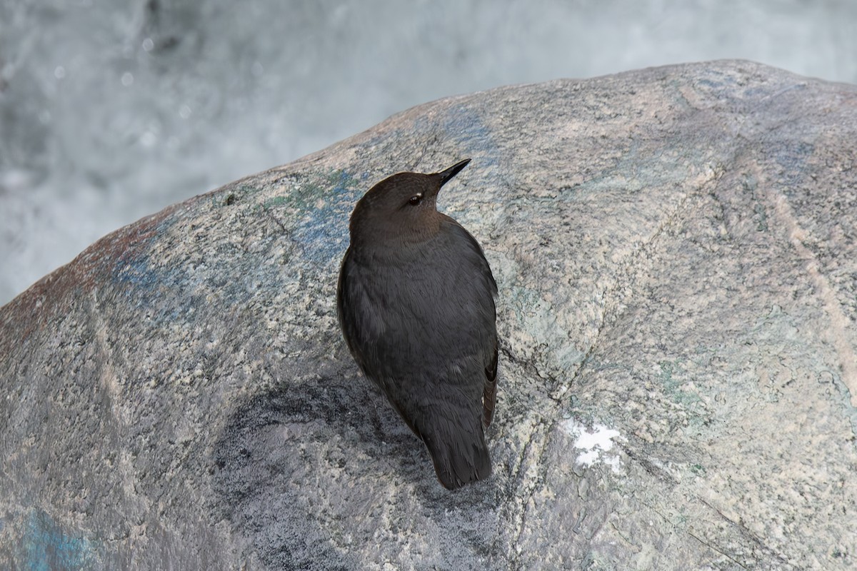 American Dipper - Ian Becker