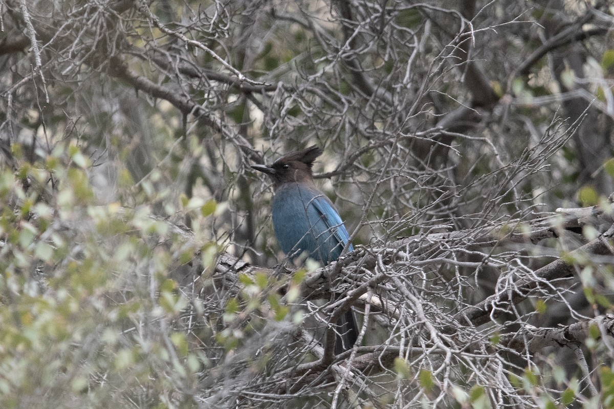 Steller's Jay - ML616072416