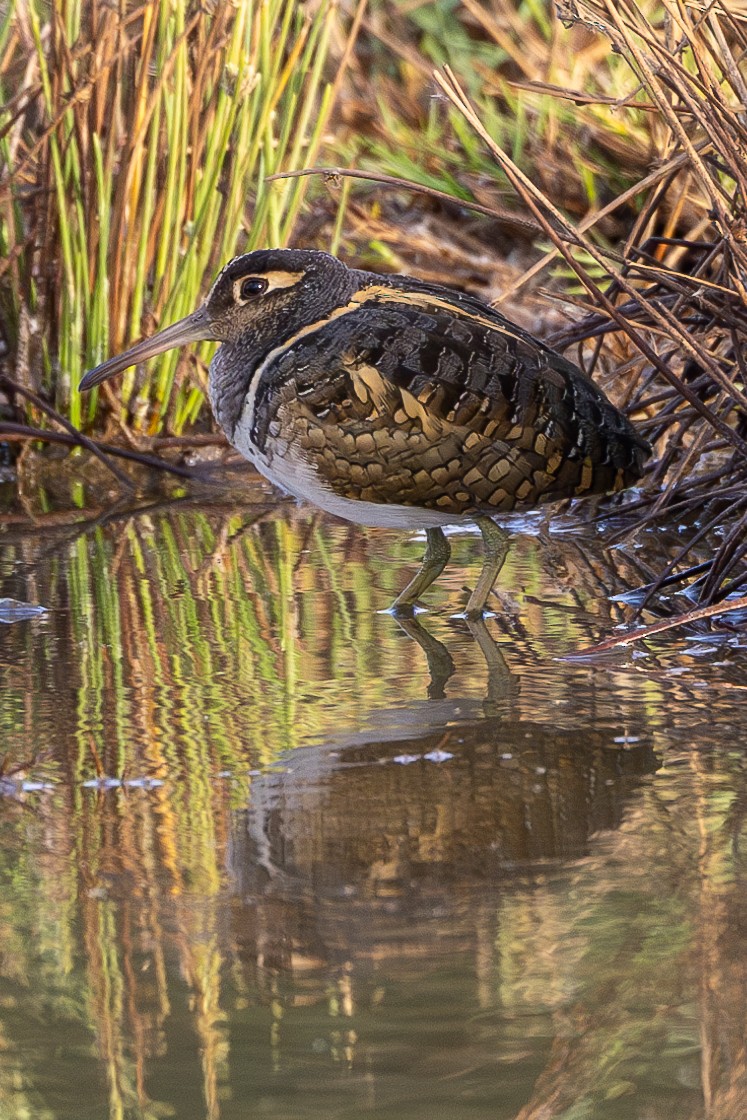 Greater Painted-Snipe - ML616072421