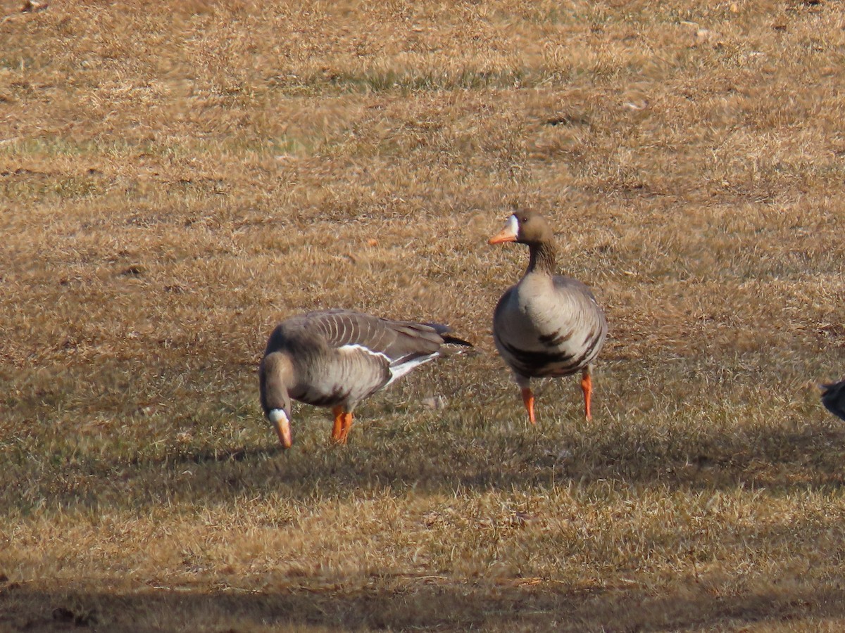 Greater White-fronted Goose - Nelson Contardo