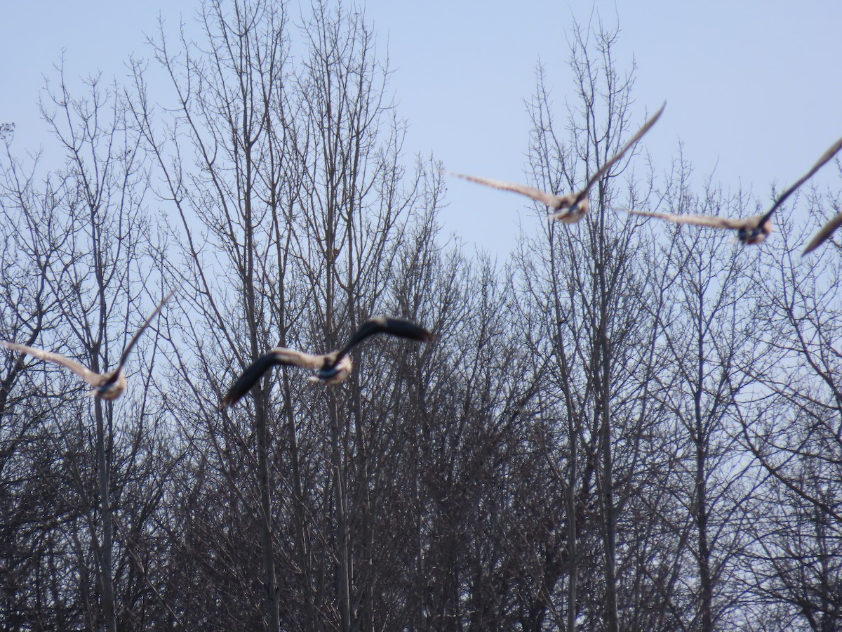 Greater White-fronted Goose - ML616072530