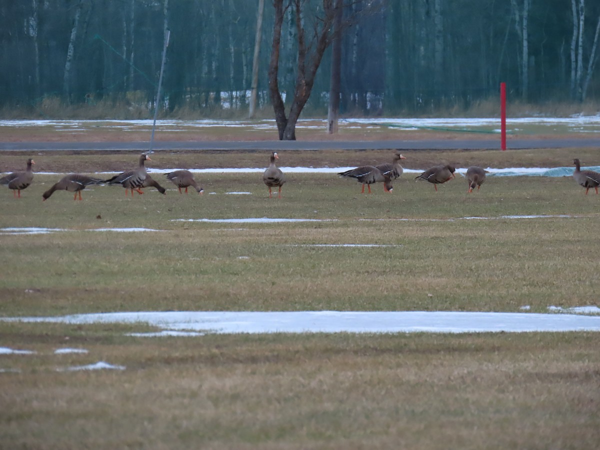 Greater White-fronted Goose - ML616072594