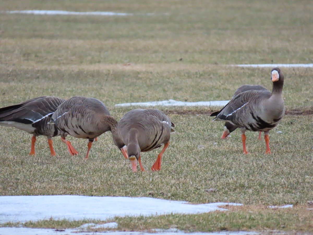 Greater White-fronted Goose - Nelson Contardo