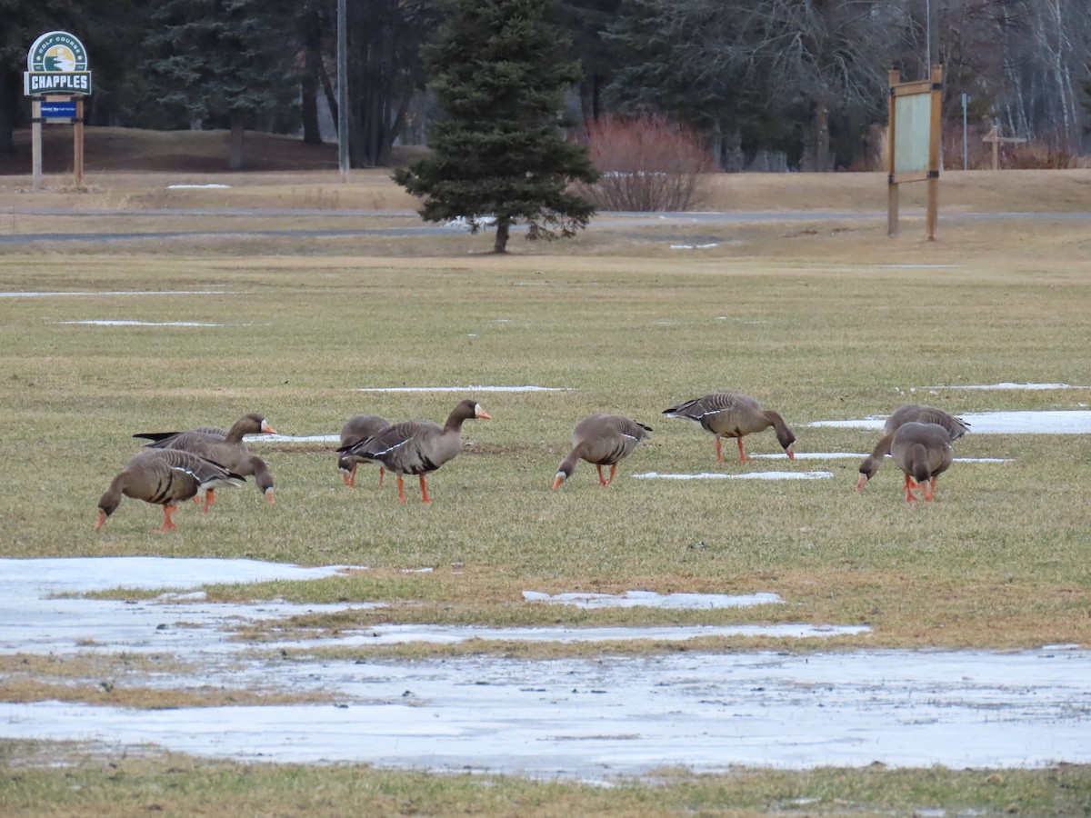 Greater White-fronted Goose - ML616072602