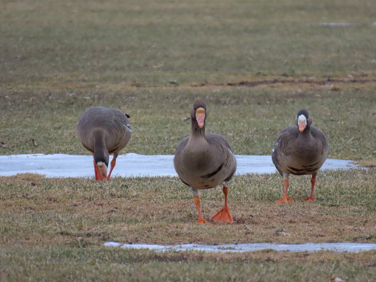 Greater White-fronted Goose - Nelson Contardo