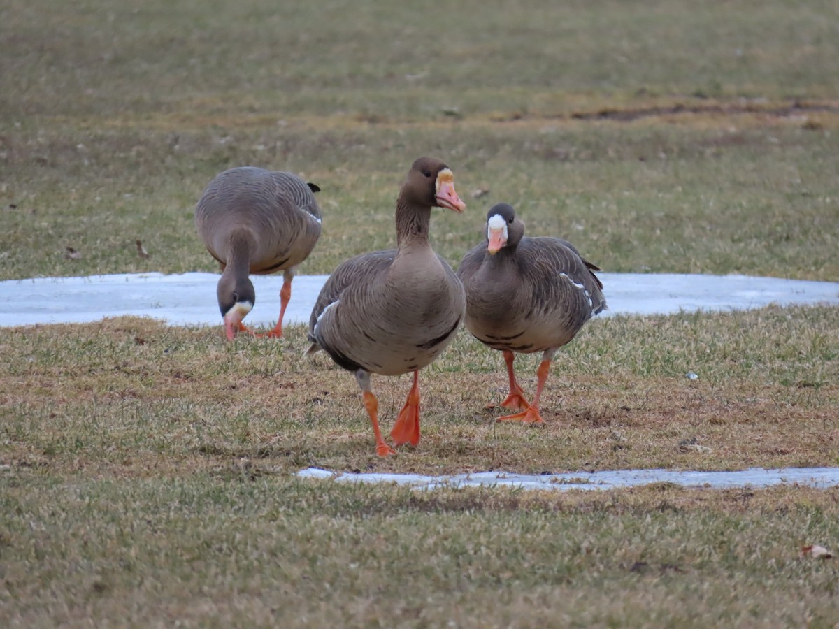 Greater White-fronted Goose - Nelson Contardo