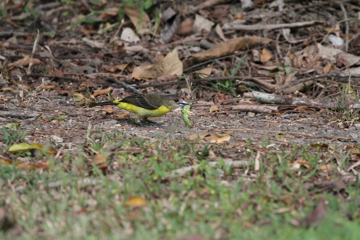 Flame-rumped Tanager - Ben Dudek