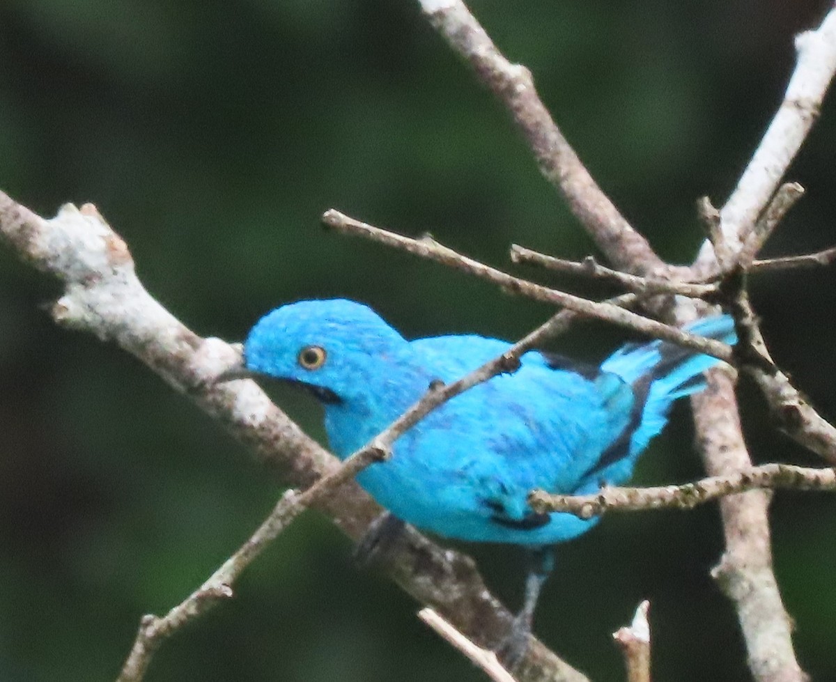 Plum-throated Cotinga - Berend van Baak