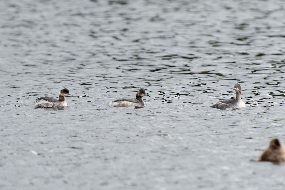 Eared Grebe - ML616072752