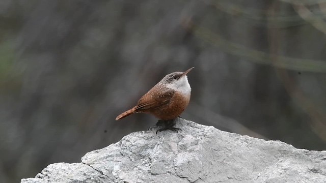 Canyon Wren - ML616072795