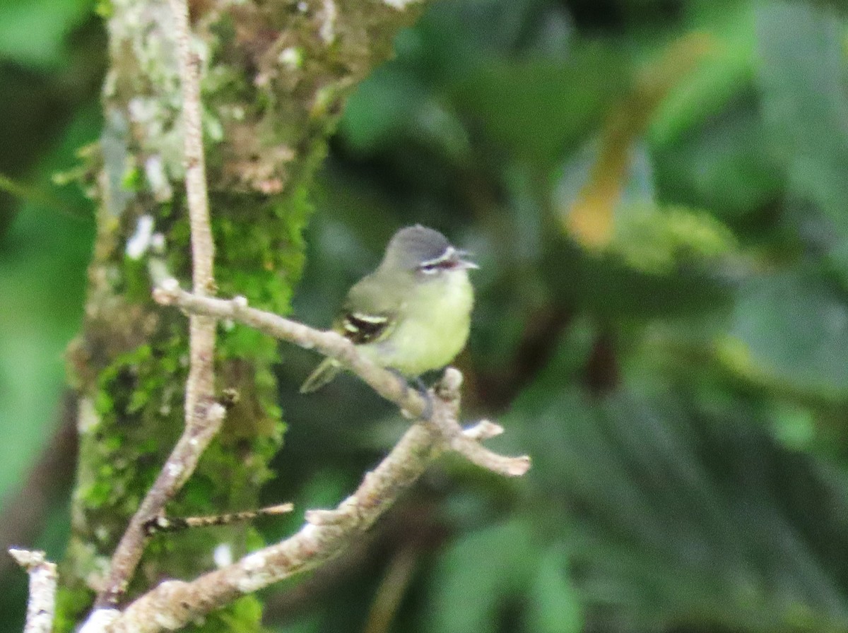 White-lored Tyrannulet - ML616072844