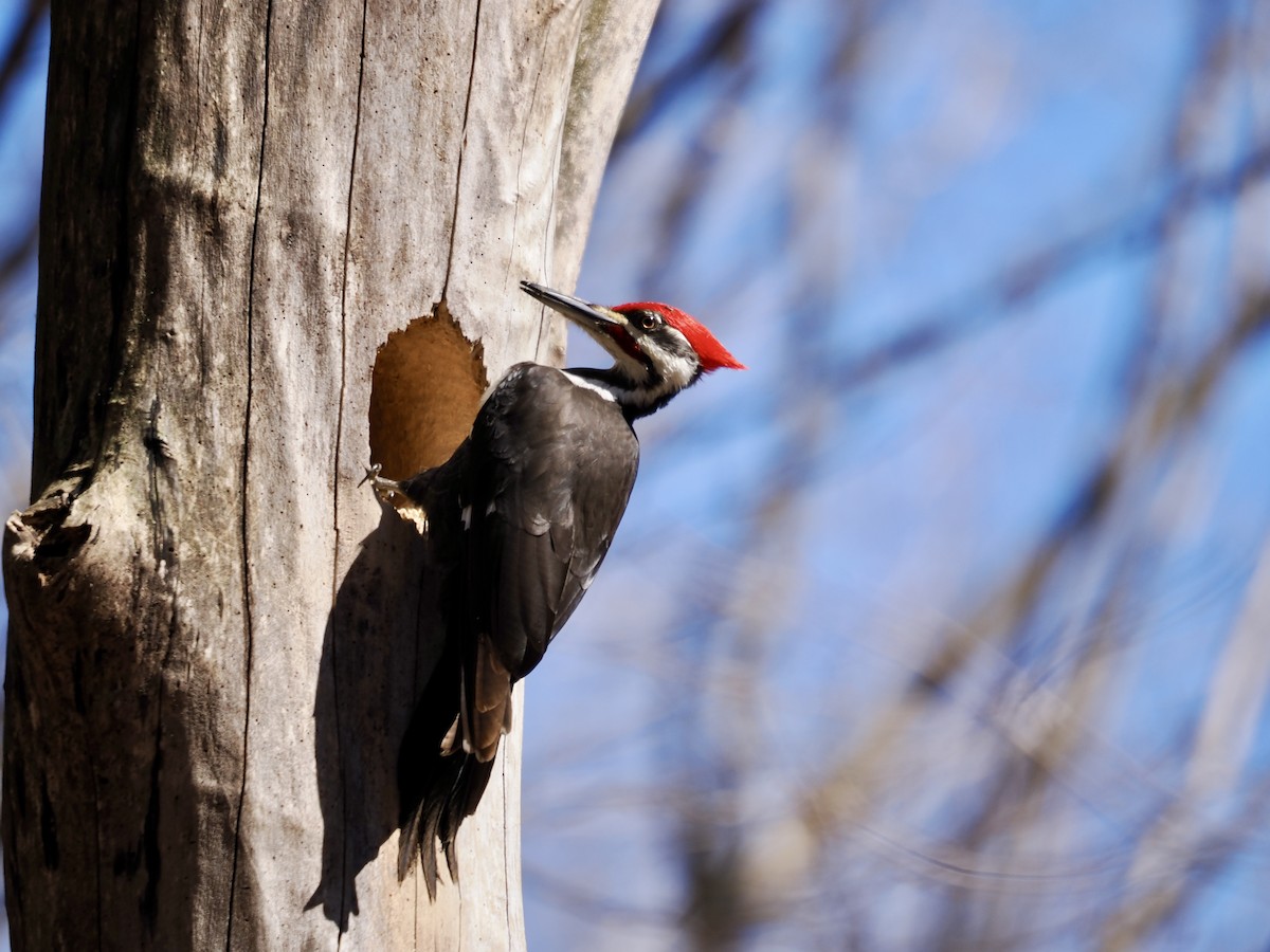 Pileated Woodpecker - Lorri W