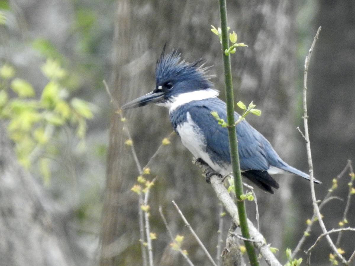 Belted Kingfisher - ML616072901