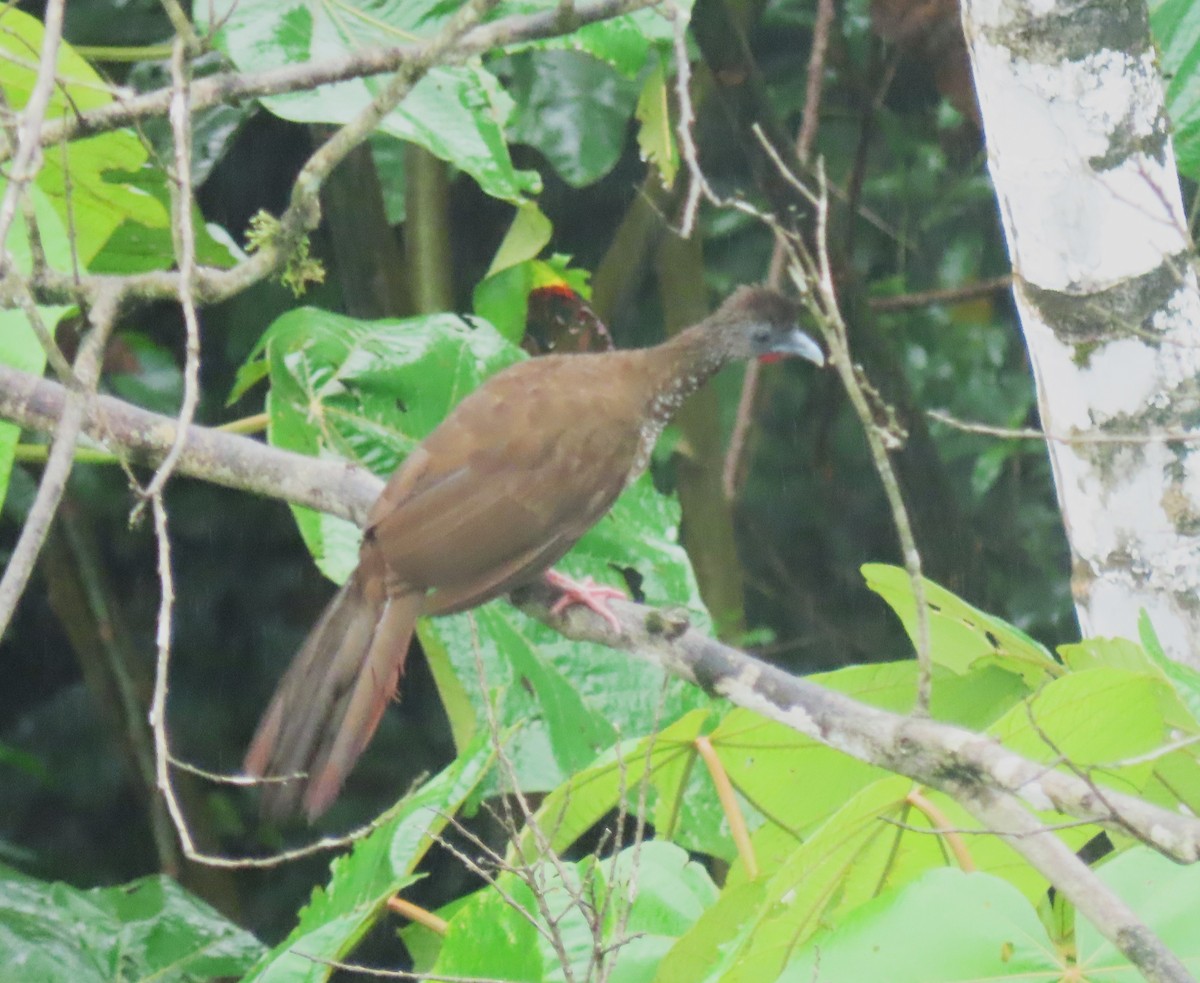 Speckled Chachalaca - ML616072911