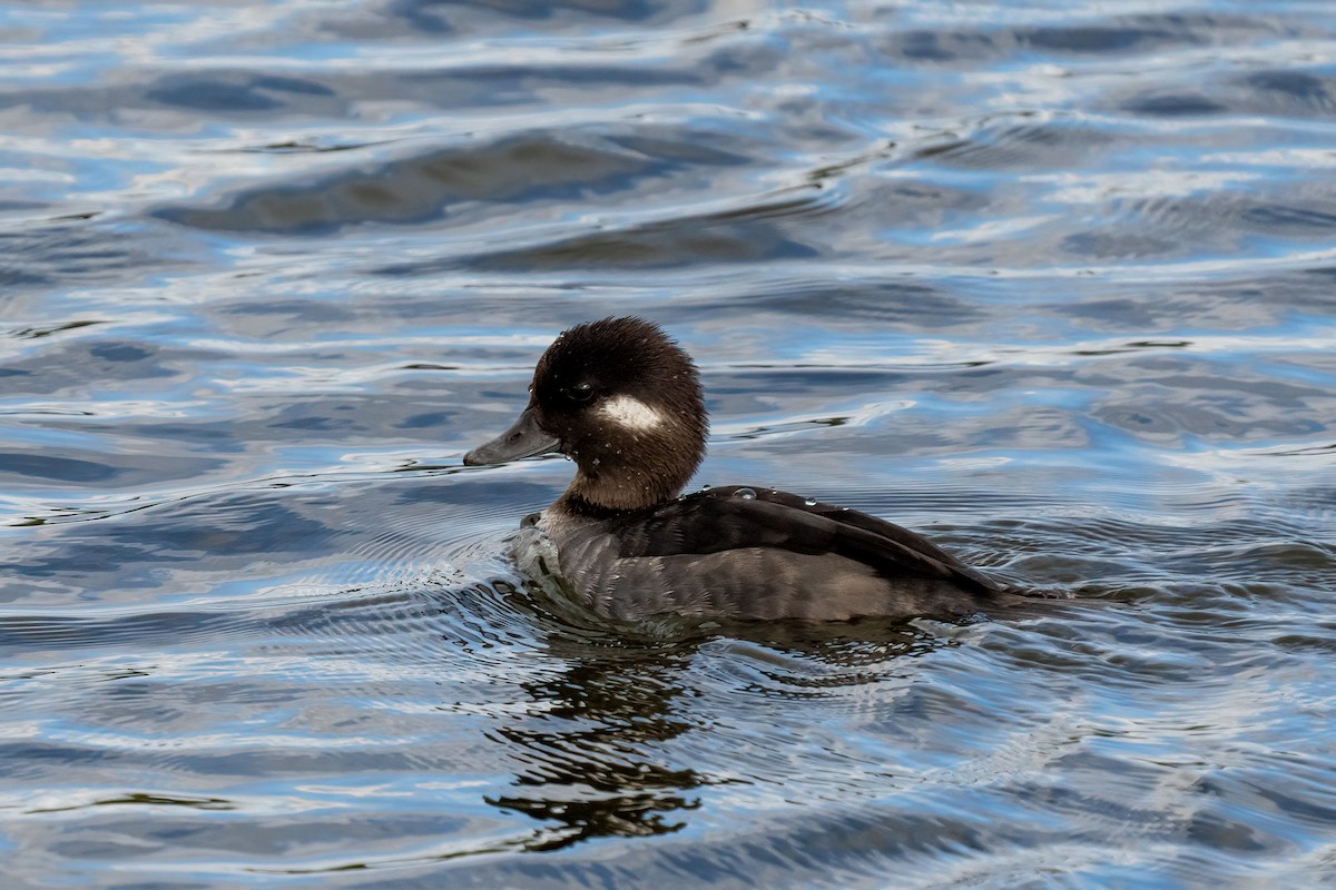 Bufflehead - ML616072921