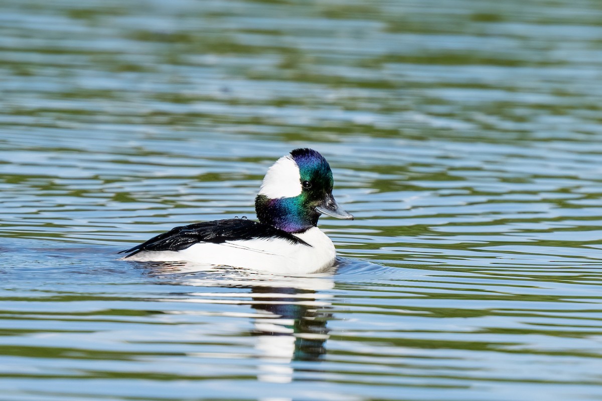 Bufflehead - ML616072964