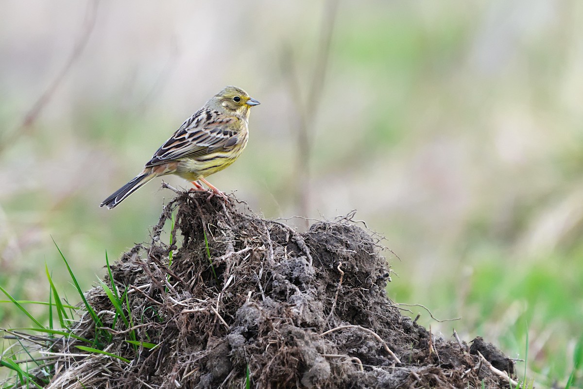 Вівсянка звичайна - ML616072968
