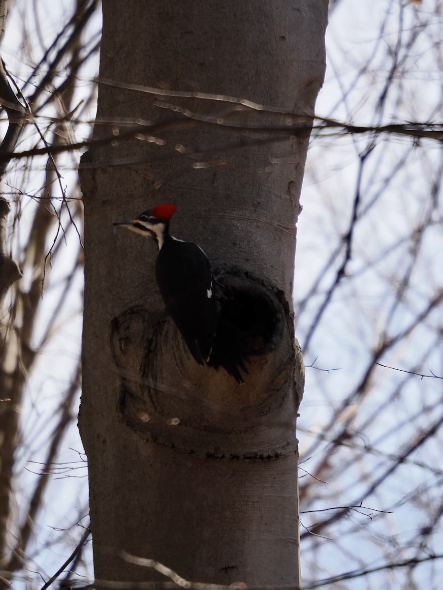 Pileated Woodpecker - Lorri W
