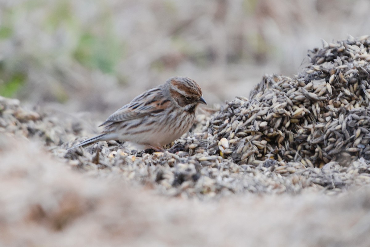 Reed Bunting - ML616072977