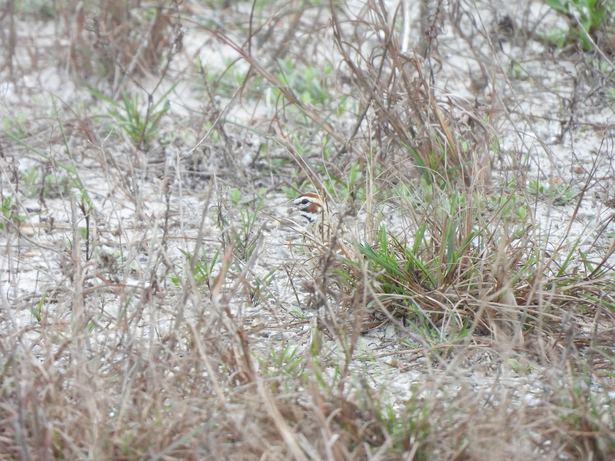 Lark Sparrow - ML616073028