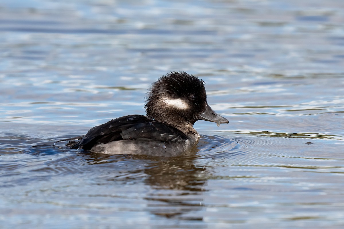 Bufflehead - ML616073034