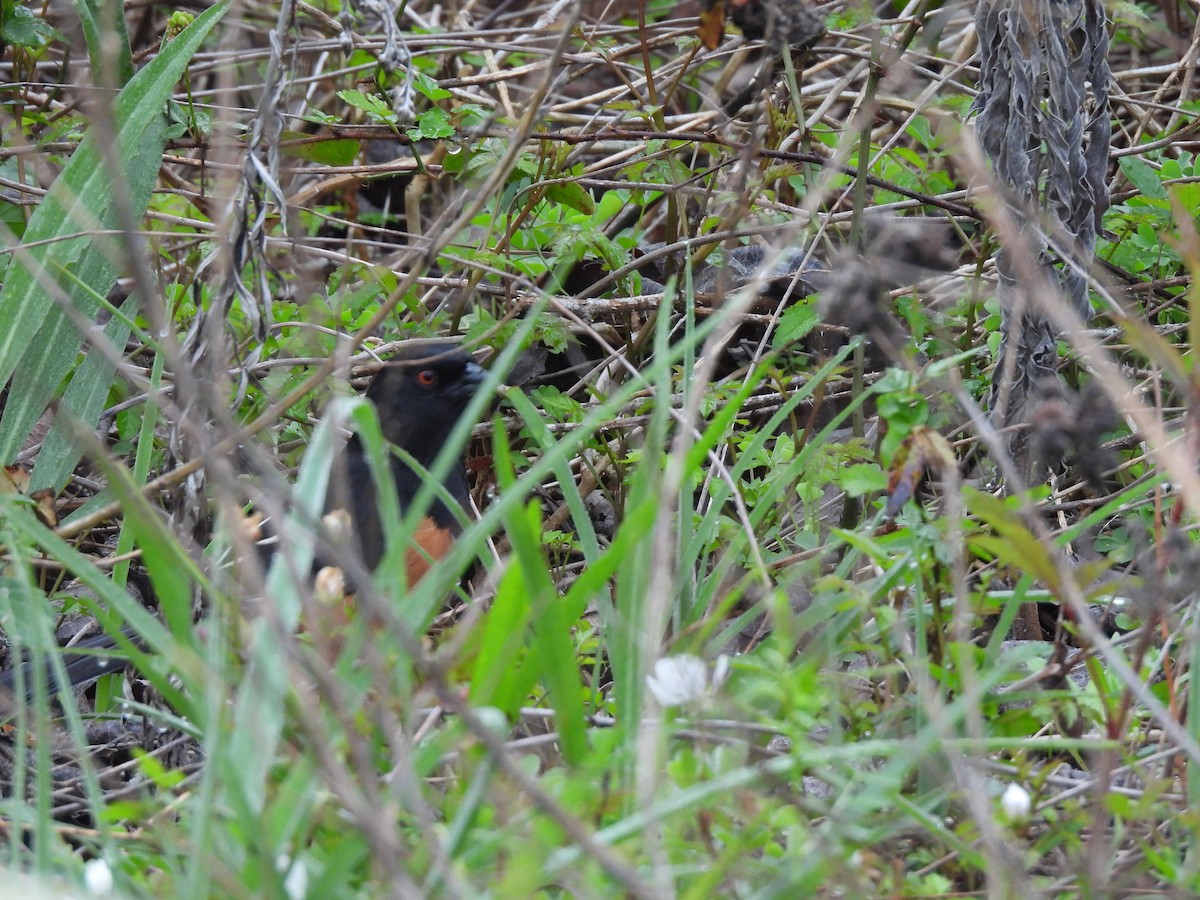 Eastern Towhee (Red-eyed) - Mackenzie Sconyers