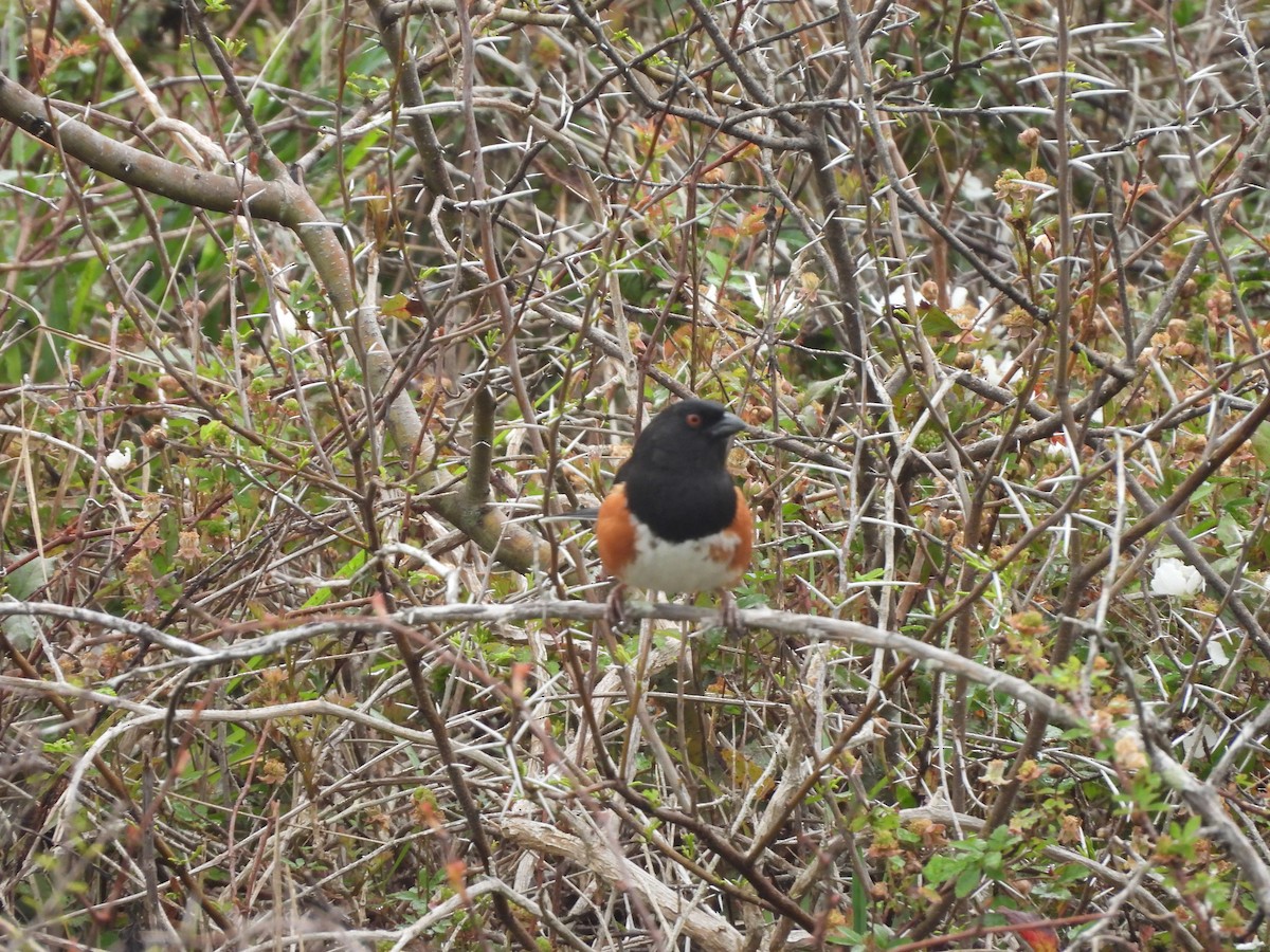 Eastern Towhee (Red-eyed) - ML616073066