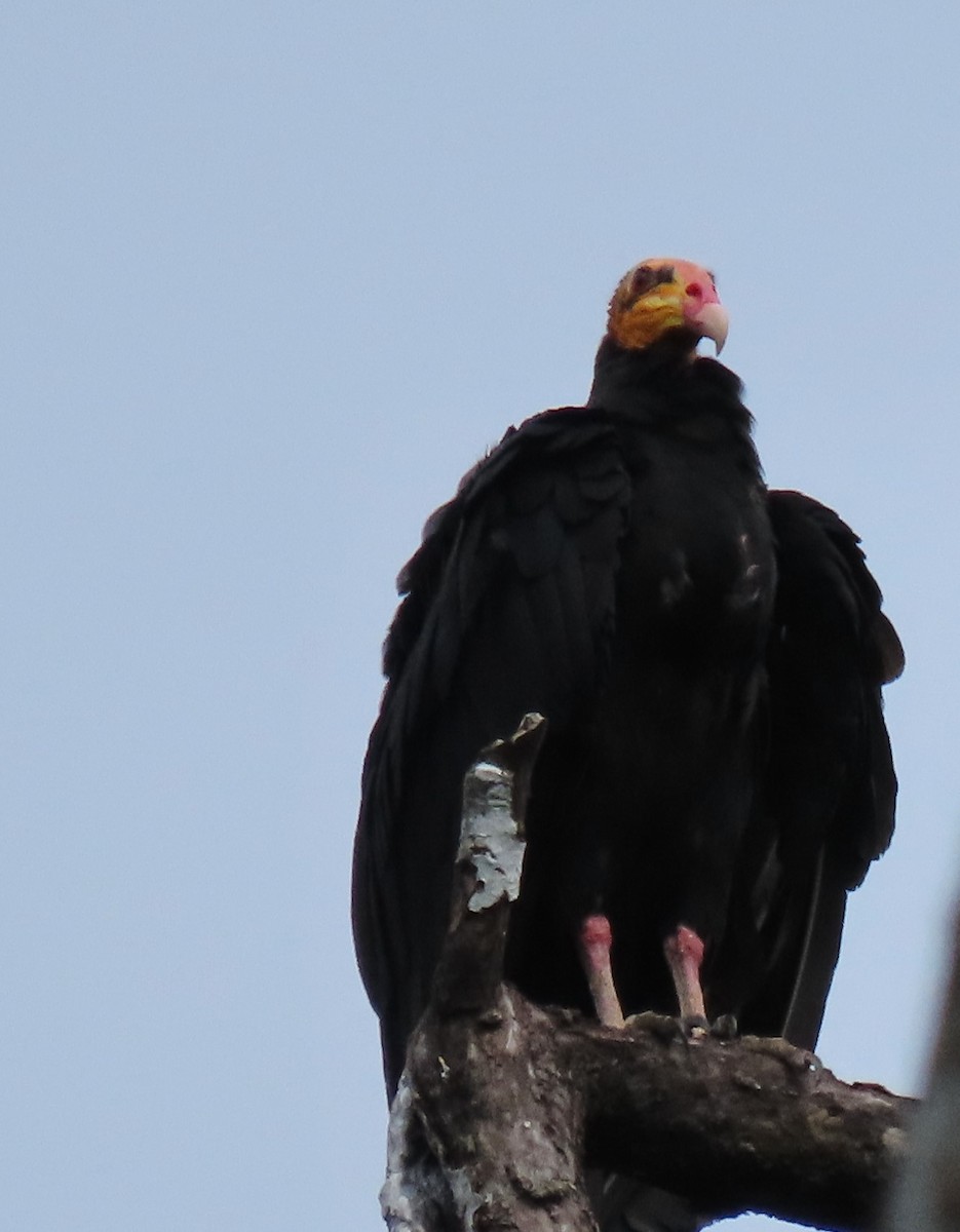 Greater Yellow-headed Vulture - ML616073086