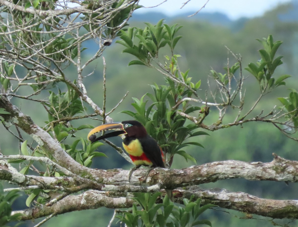 Chestnut-eared Aracari - ML616073114