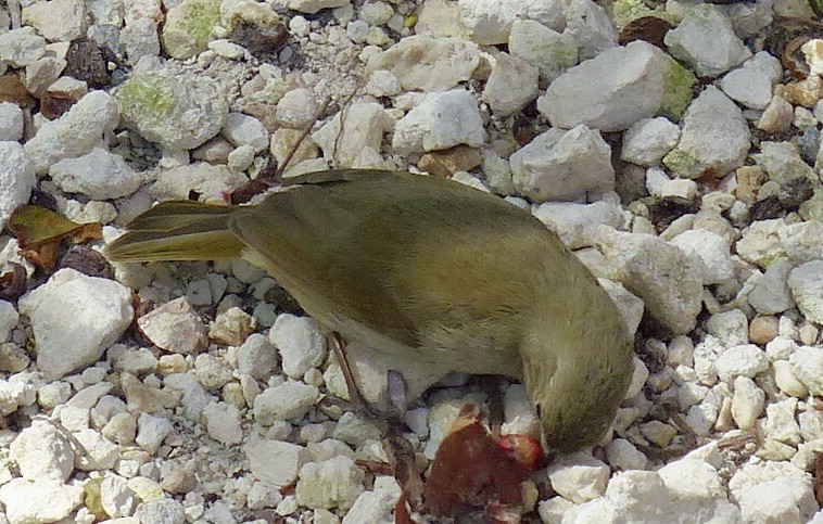 Black-faced Grassquit - ML616073157