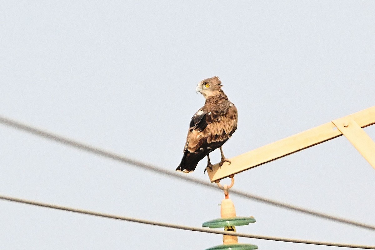 Beaudouin's Snake-Eagle - ML616073281