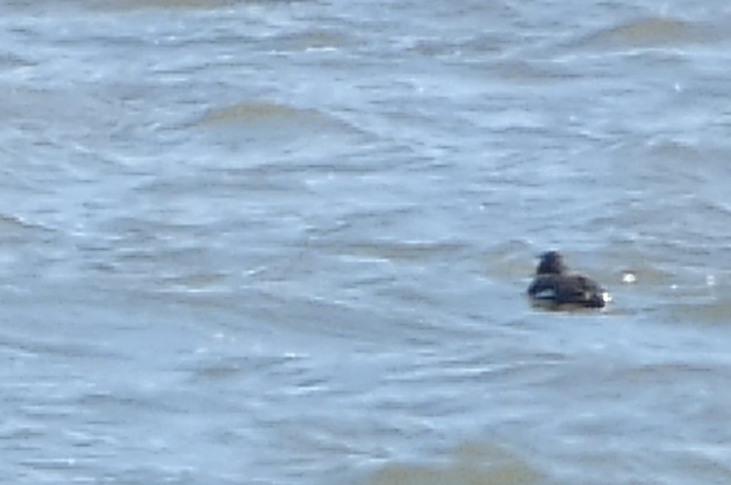 White-winged Scoter - ML616073310