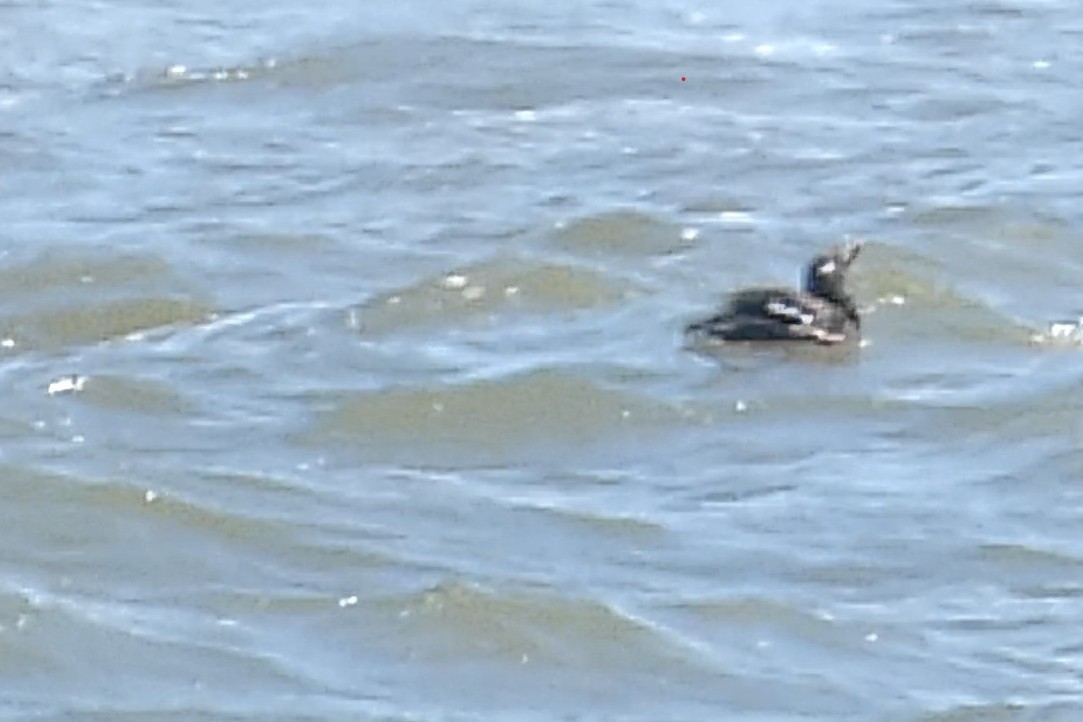 White-winged Scoter - ML616073311