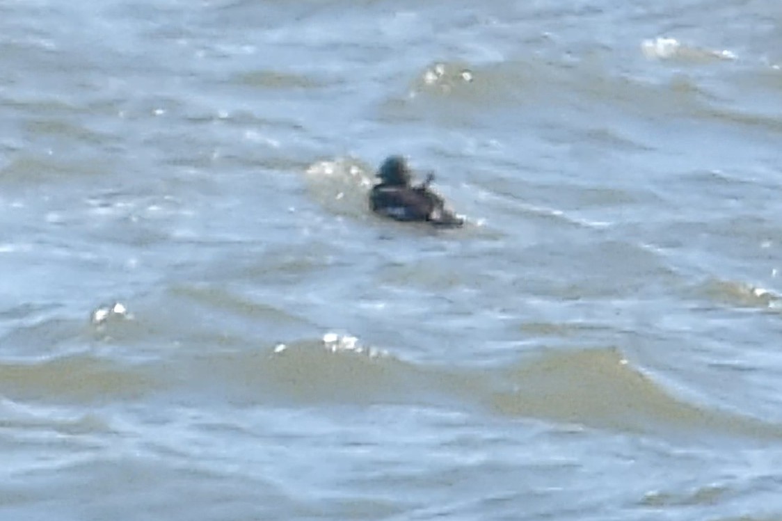 White-winged Scoter - ML616073312