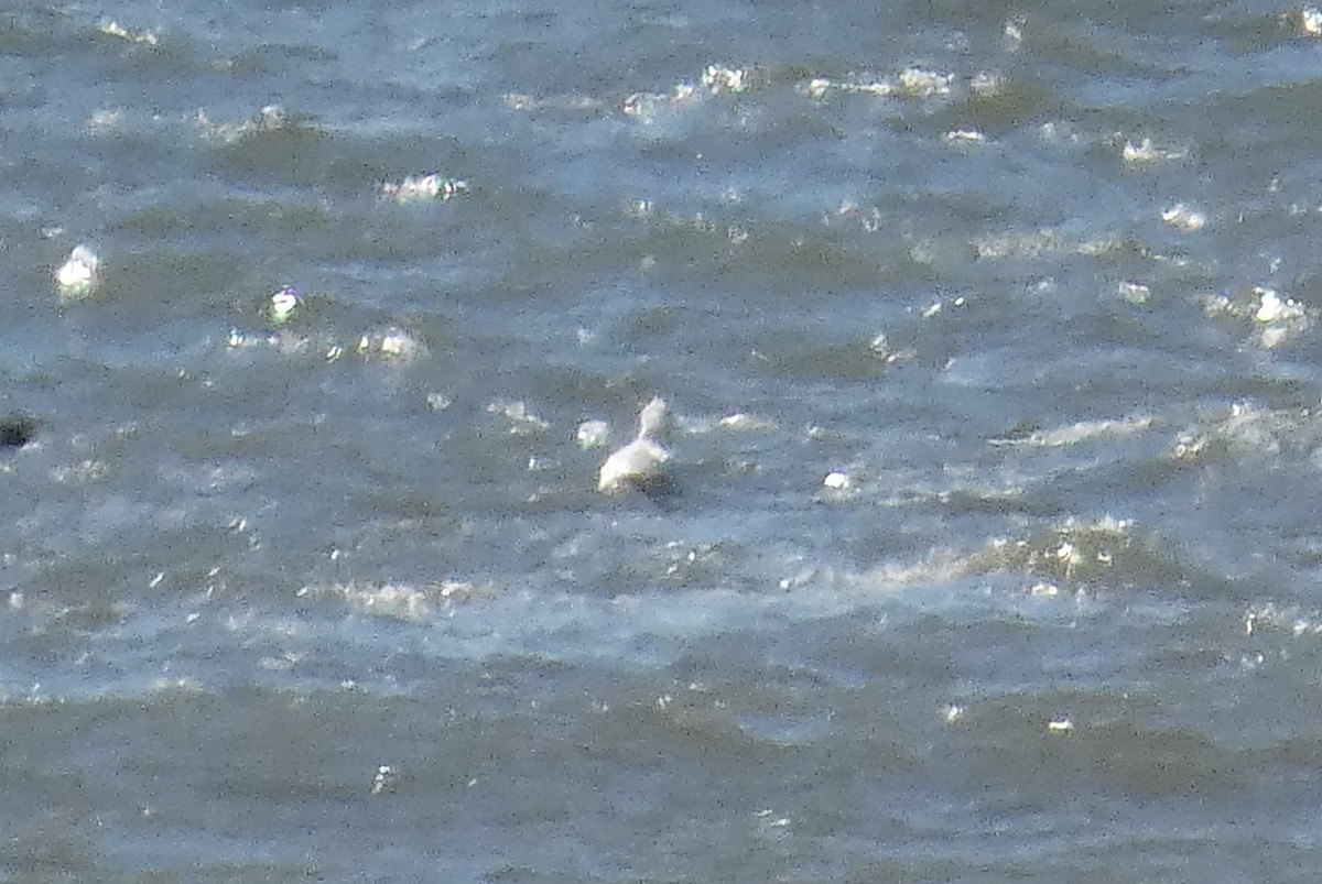 Iceland Gull - ML616073318