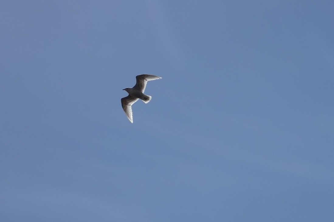 Gaviota Groenlandesa - ML616073320