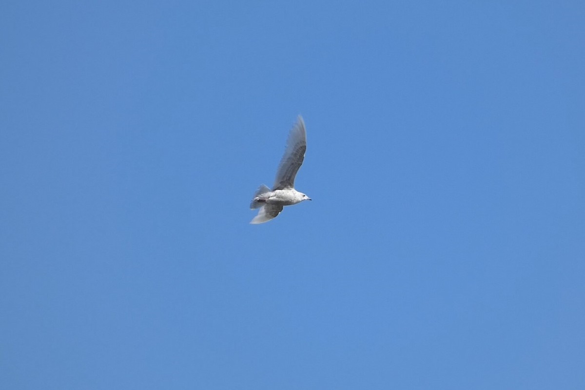 Gaviota Groenlandesa - ML616073321