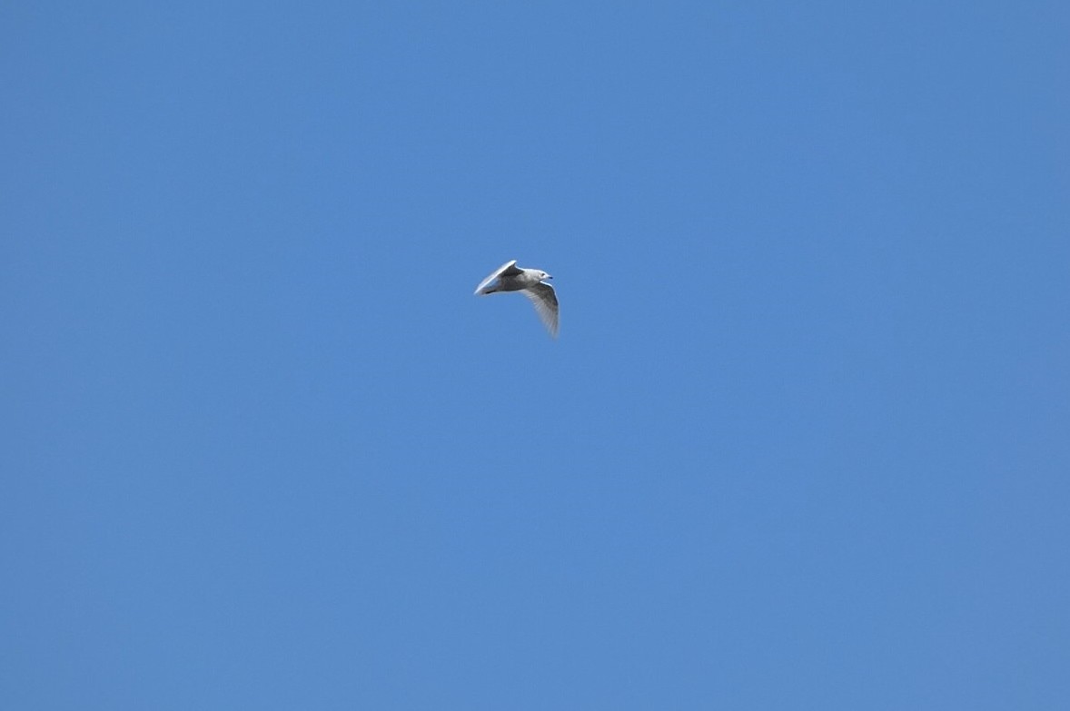 Iceland Gull - ML616073322