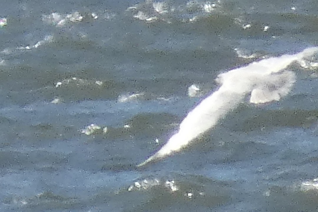 Iceland Gull - ML616073323