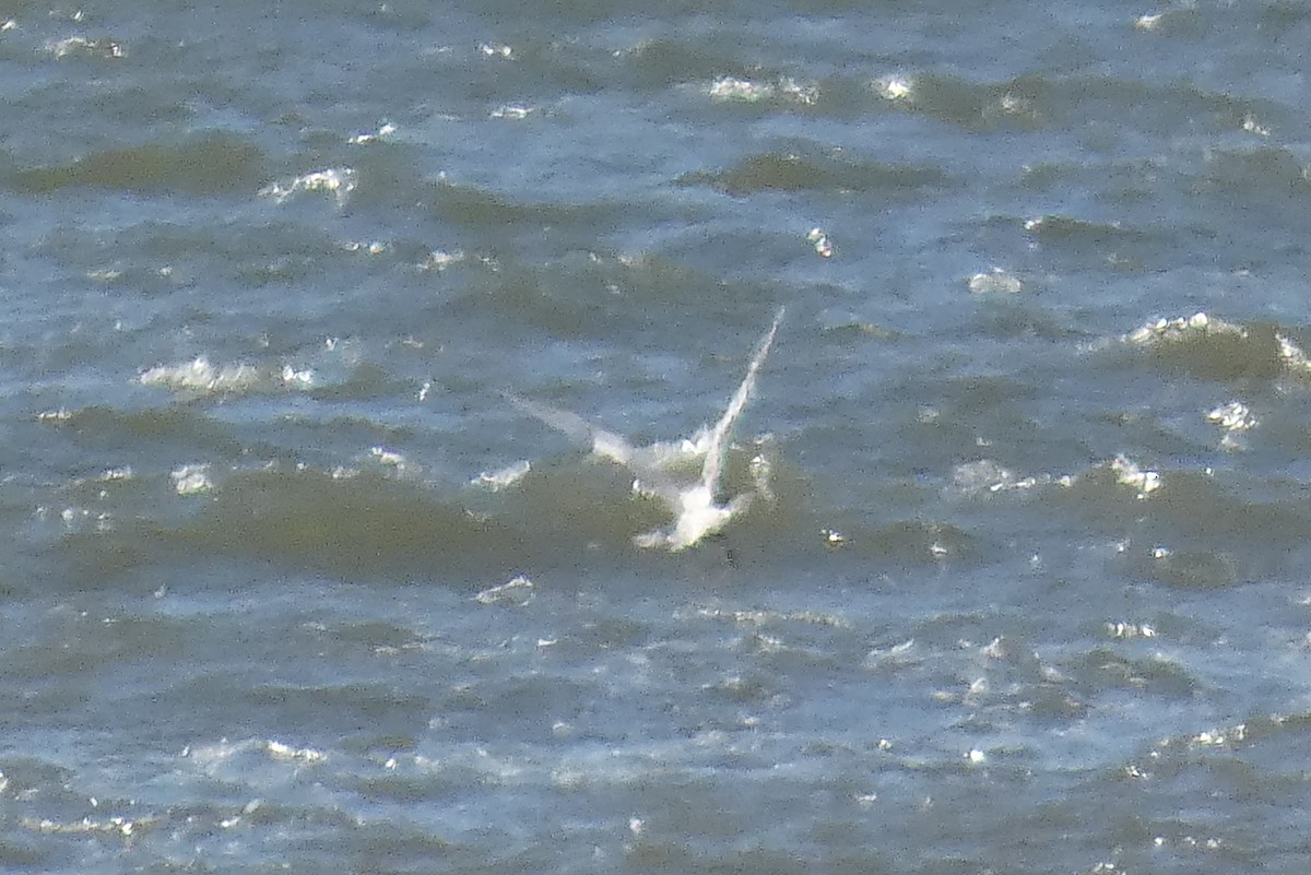 Iceland Gull - ML616073324