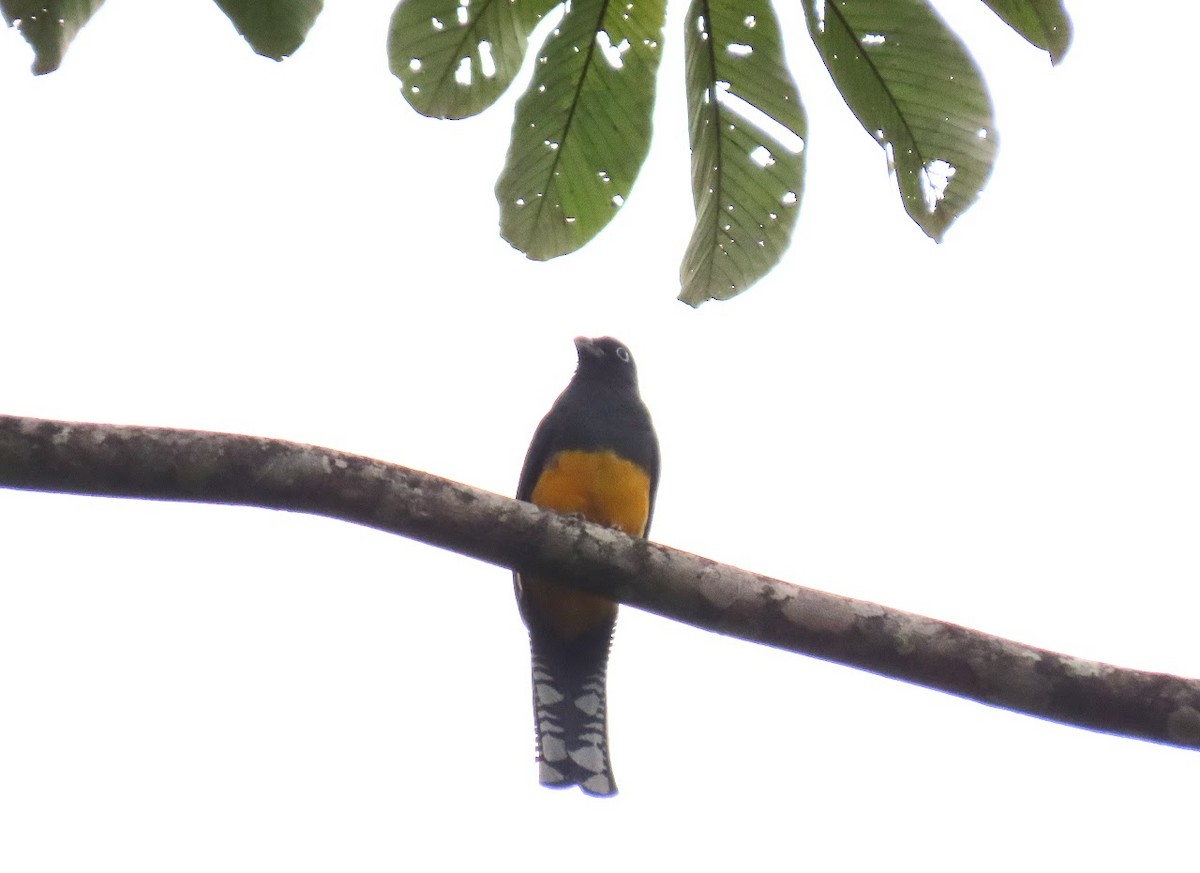 trogon zelenohřbetý - ML616073372