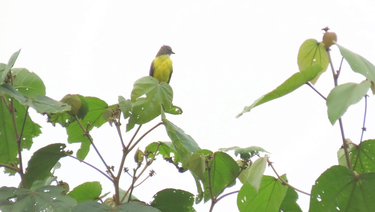 Gray-capped Flycatcher - ML616073381