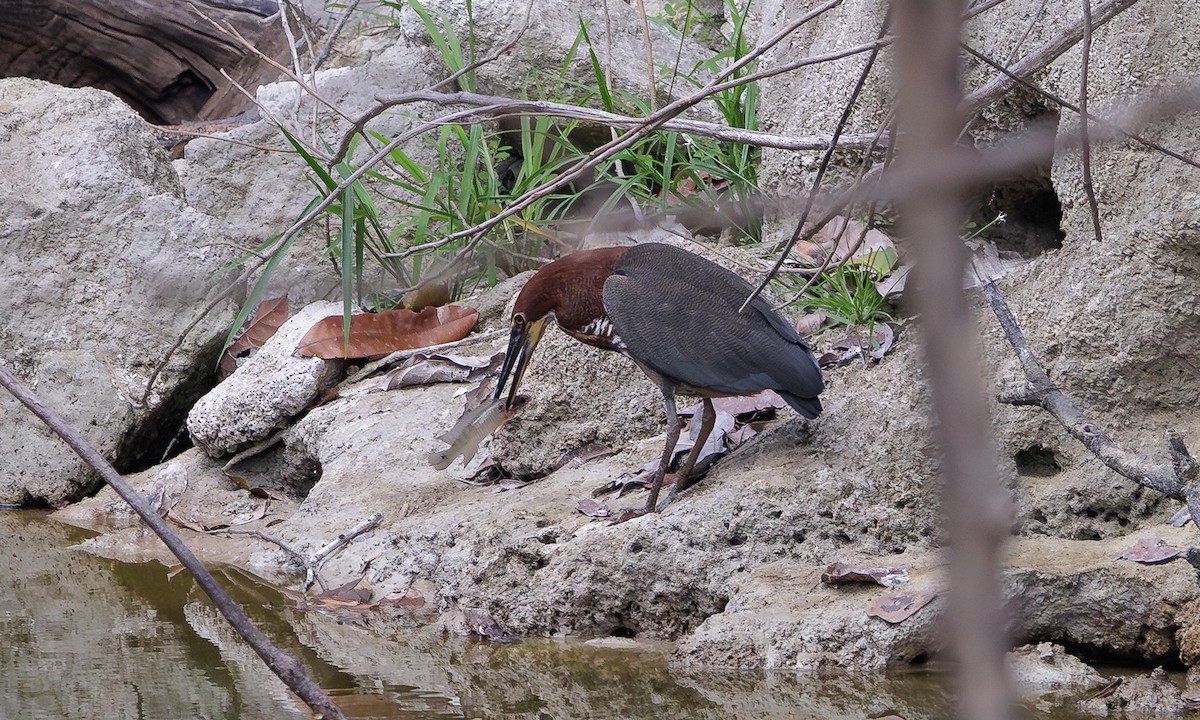 Rufescent Tiger-Heron - Steve Kelling