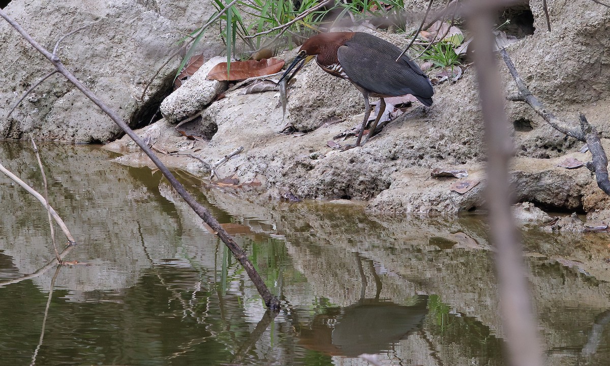 Rufescent Tiger-Heron - ML616073436