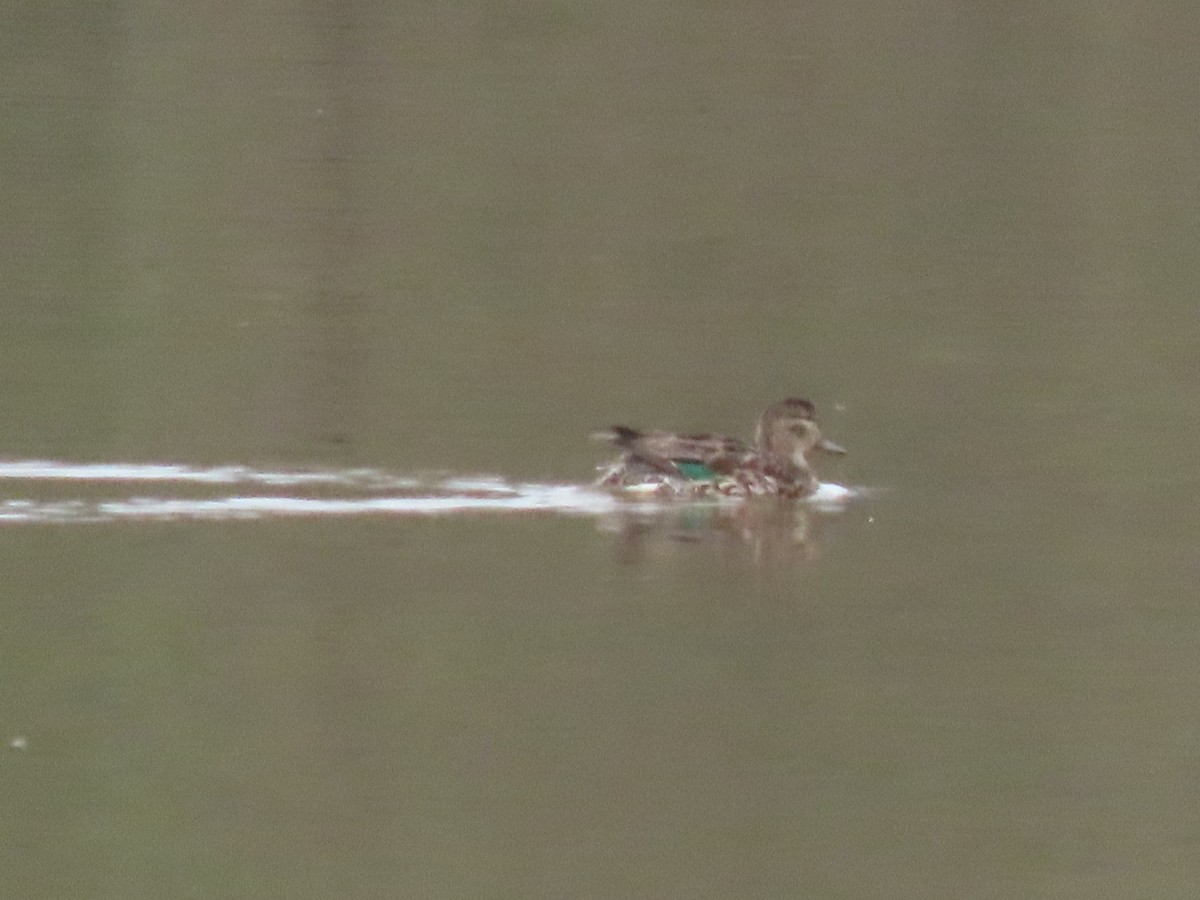 Green-winged Teal - Gerry Hawkins