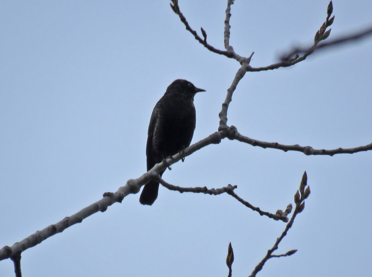 Rusty Blackbird - ML616073510