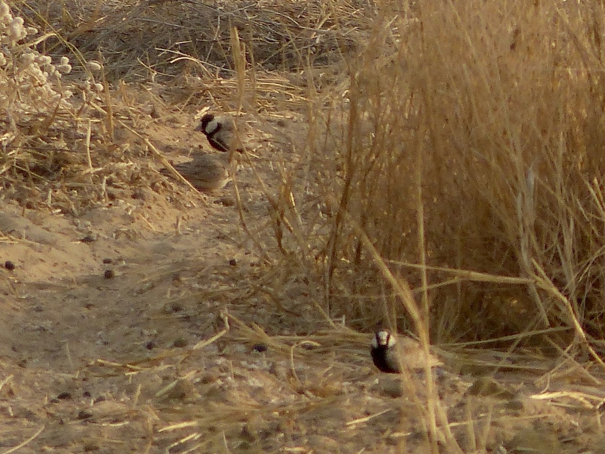 Black-crowned Sparrow-Lark - ML616073533